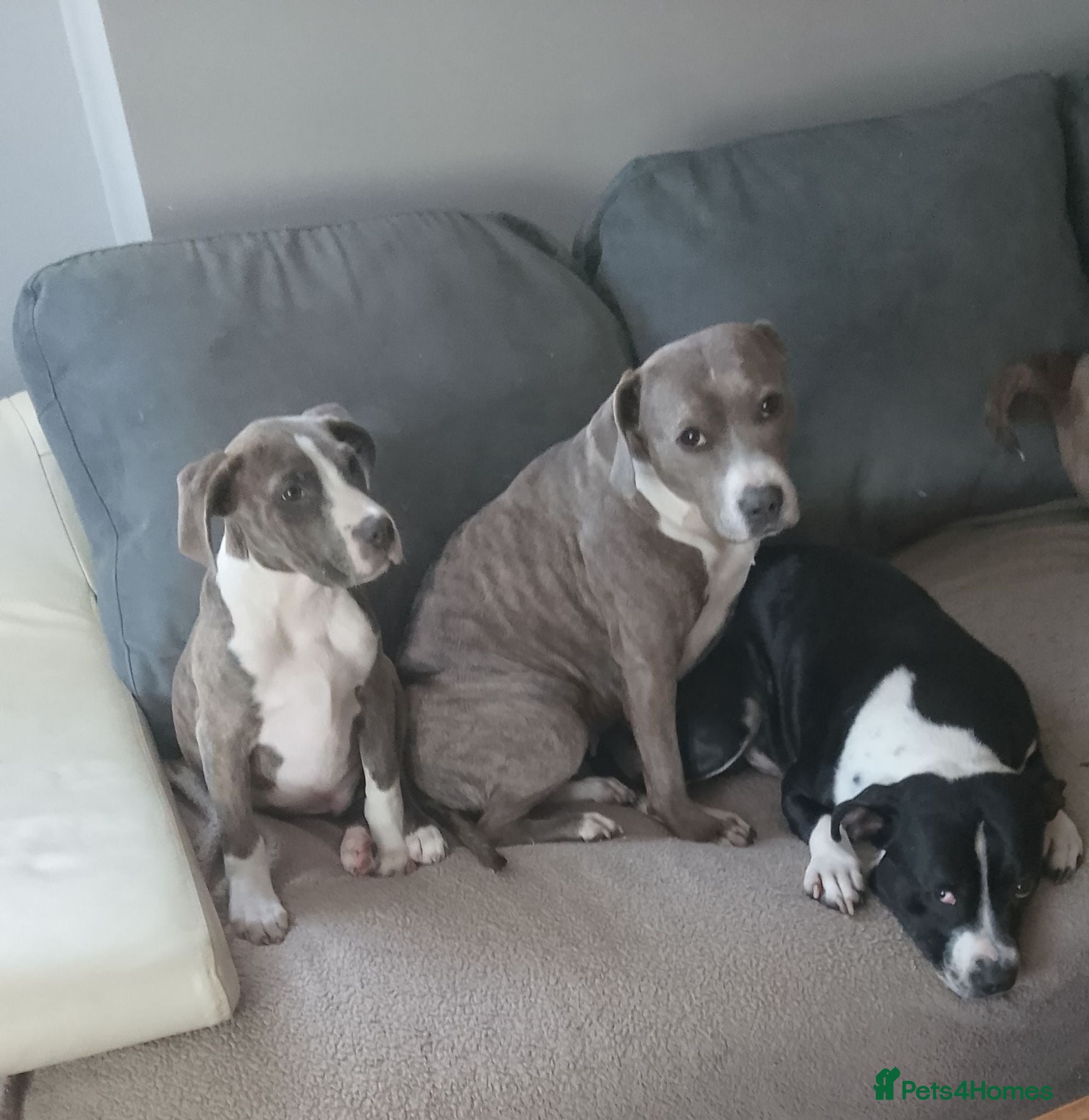 Staffordshire Bull Terrier dogs Blue black staffy pups  - Advert 1