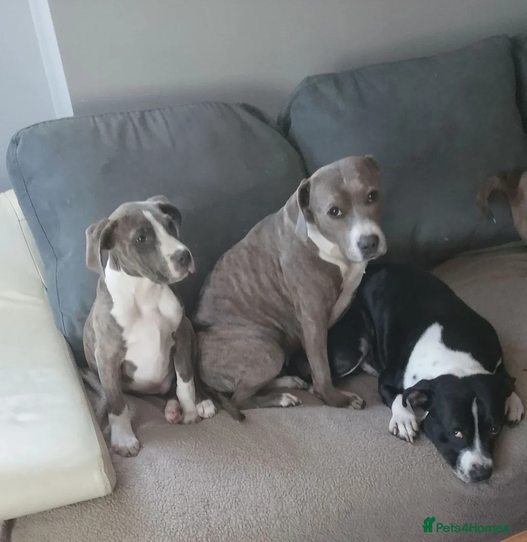 Staffordshire Bull Terrier dogs for sale: Blue black staffy pups  - Advert 1