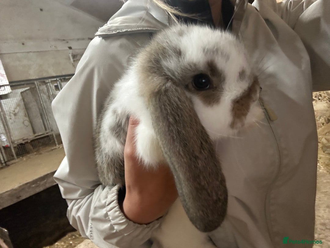 French Lop rabbits for sale: 1 French Lop baby ready to go - Image 2