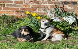 Miniature Dachshund dogs for sale: Beautiful one in a million miniature dachshund  - Image 3