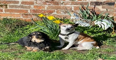 Miniature Dachshund dogs - Advert 9