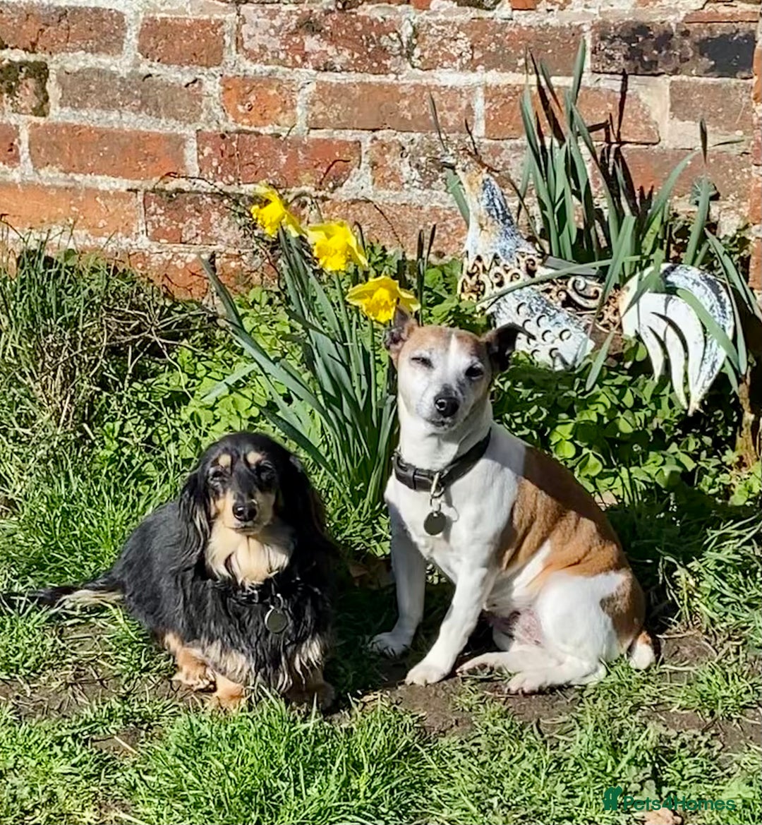 Miniature Dachshund dogs for sale: Beautiful one in a million miniature dachshund  - Image 3