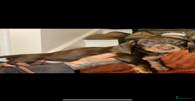 Miniature Dachshund dogs miniature dachshund for sale  - Advert 12