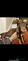 Miniature Dachshund dogs miniature dachshund for sale - Advert 6
