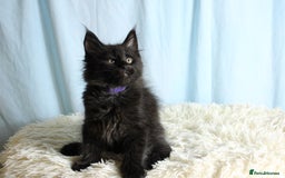 Maine Coon cats for sale: 🔥Stunning Maine Coon kittens🔥 - Image 19