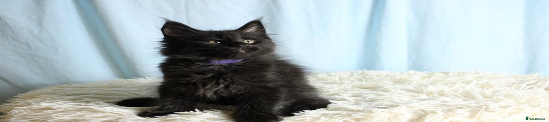 Purple collar 
