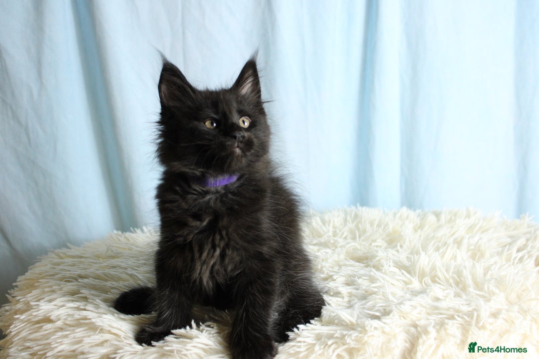 Maine Coon cats for sale: 🔥Stunning Maine Coon kittens🔥 - Image 19