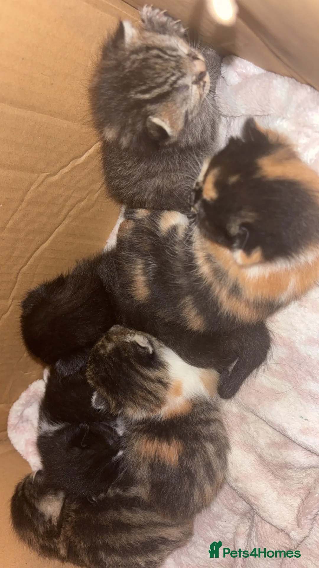 Mixed Breed cats for sale: ** HALF RAGDOLL KITTENS FOR SALE ** - Advert 8