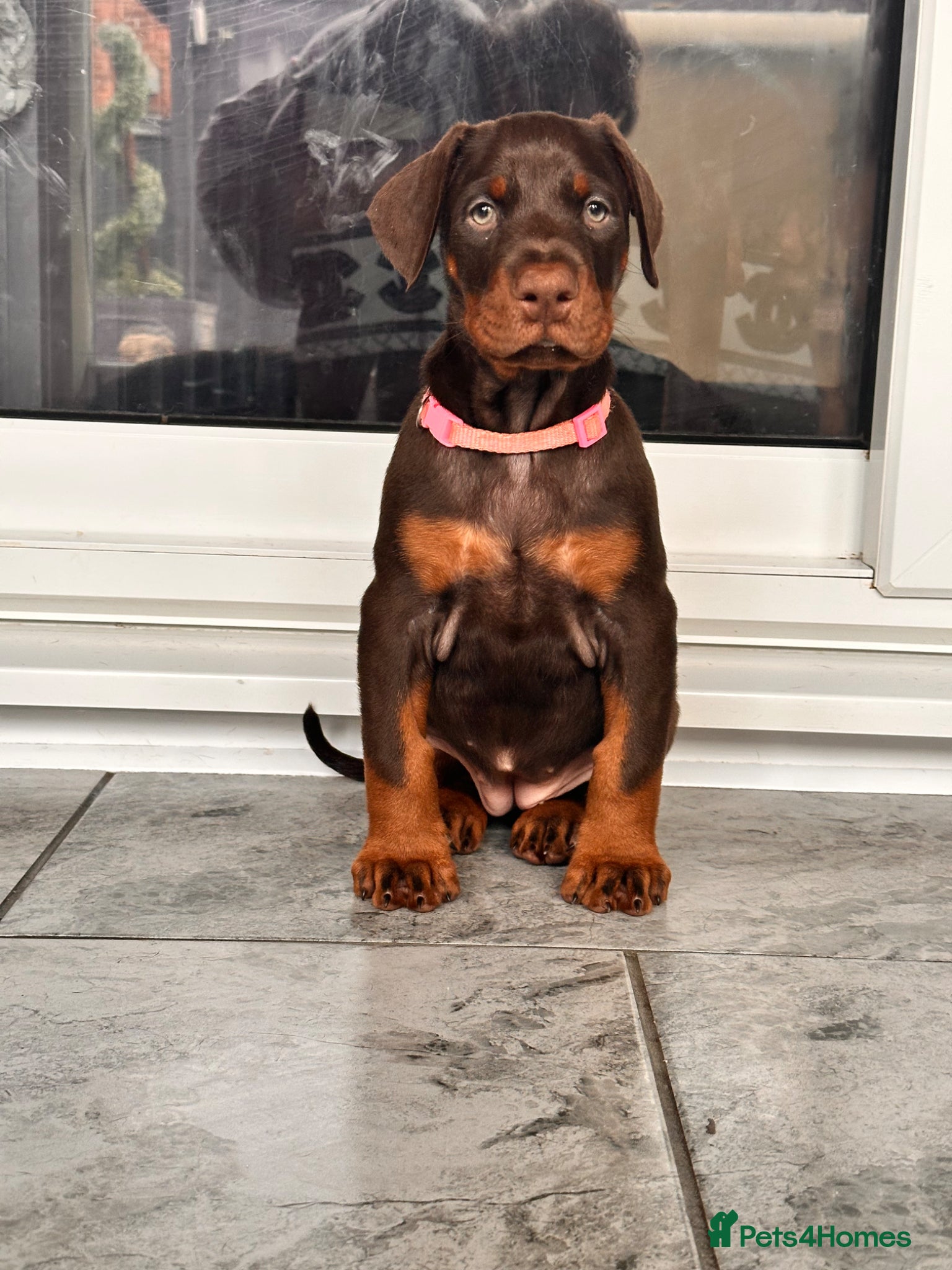 Dobermann dogs Large full European Doberman jab puppies - Advert 2