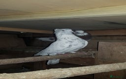 Pigeons birds for sale: Fantails and Iranian pigeons  - Advert 10