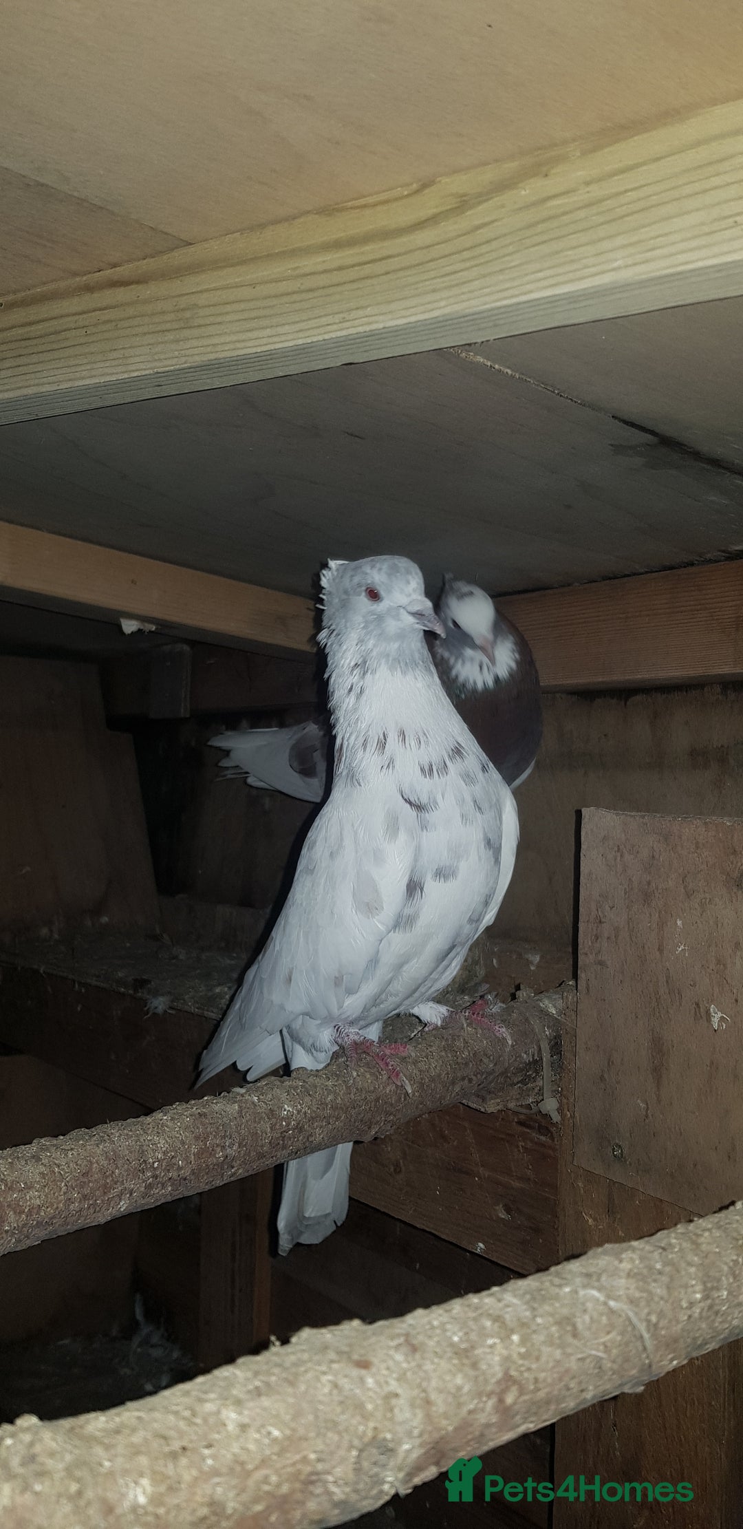 Pigeons birds for sale: Fantails and Iranian pigeons  - Advert 10