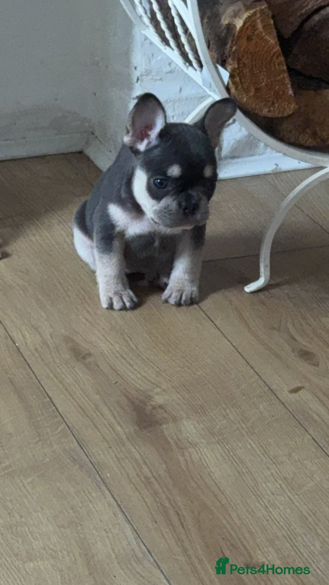 French Bulldog dogs for sale: FRENCH BULLDOG PUPPIES READY NOW!   🐾 - Image 14