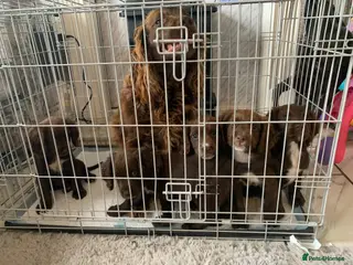 Sprocker dogs Sprocker puppies - Advert 1