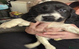 Sprocker dogs for sale: Sprocker puppies  - Image 5