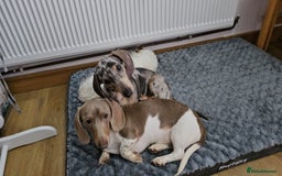 Dachshund dogs for sale: 2 Loving Miniature Dachshunds–Must Stay Together - Image 5