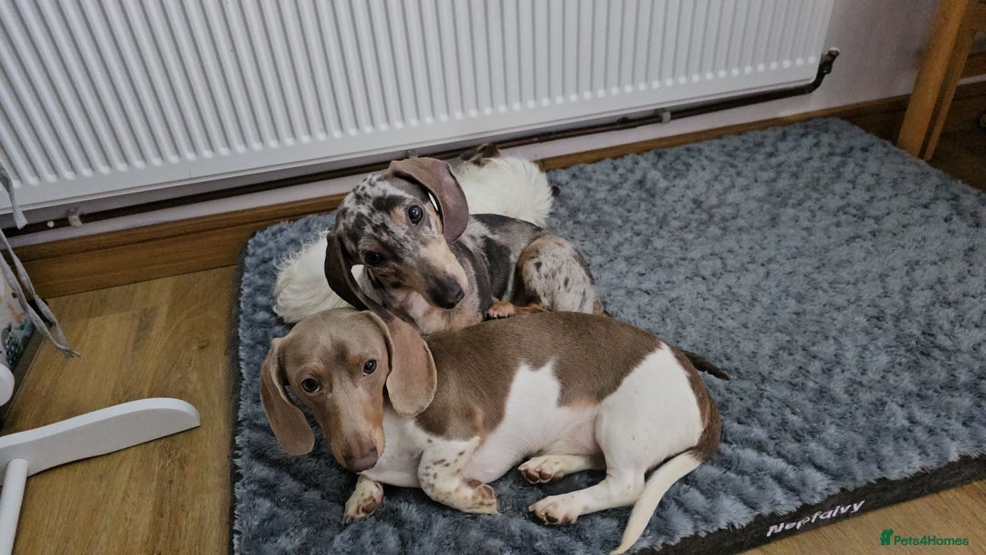 Dachshund dogs for sale: 2 Loving Miniature Dachshunds–Must Stay Together - Image 5