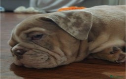 English Bulldog dogs for sale: Last English Bulldog Female - Image 12
