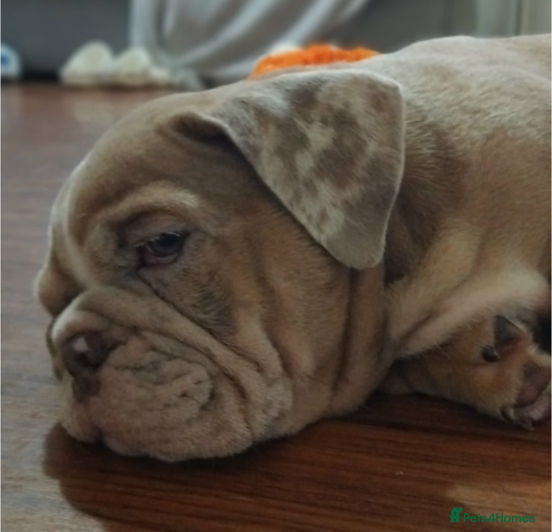 English Bulldog dogs for sale: Last English Bulldog Female - Image 12