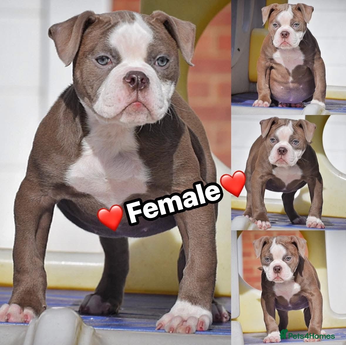 Olde English Bulldogge dogs 23 years experience 5⭐️Rated licensed  - Advert 10