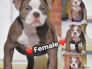 Olde English Bulldogge dogs 23 years experience 5⭐️Rated licensed - Advert 10