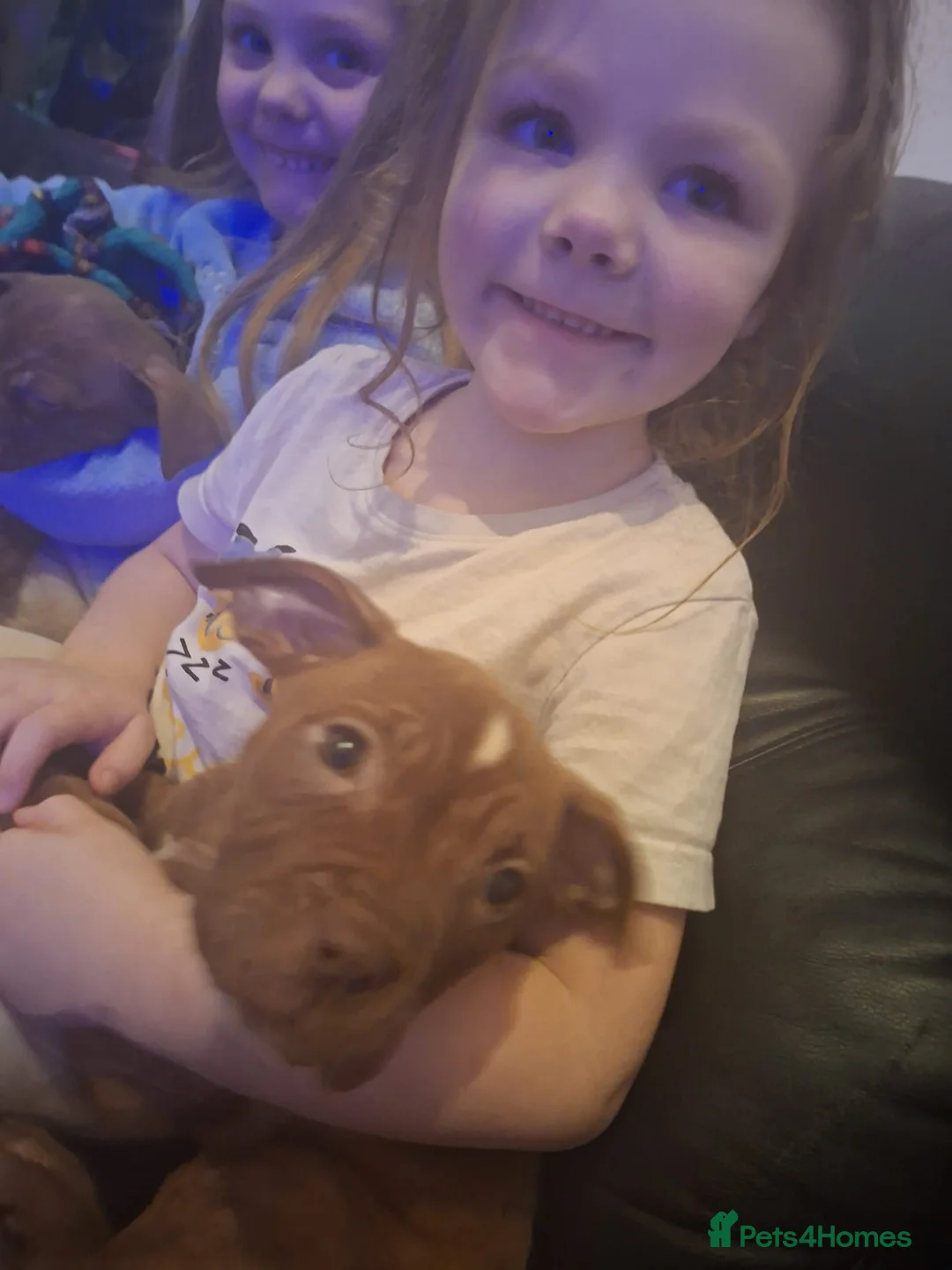 Mixed Breed dogs for sale: 2 female pups - Advert 2