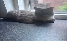 Domestic Shorthair cats for sale: Black Cat and A Torte Siamese RagDoll cat Female  - Advert 7