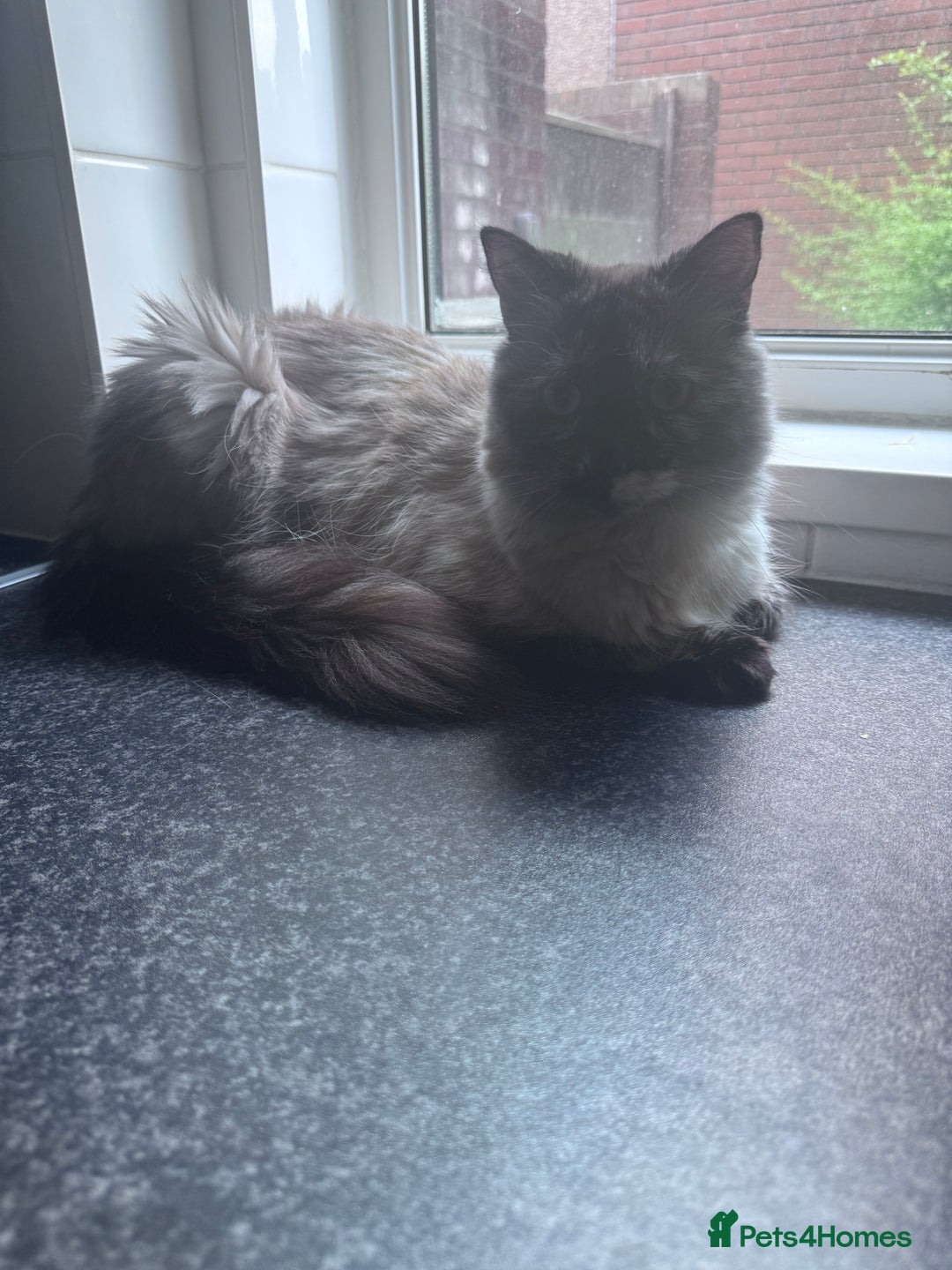 Domestic Shorthair cats for sale: Black Cat and A Torte Siamese RagDoll cat Female  - Advert 7