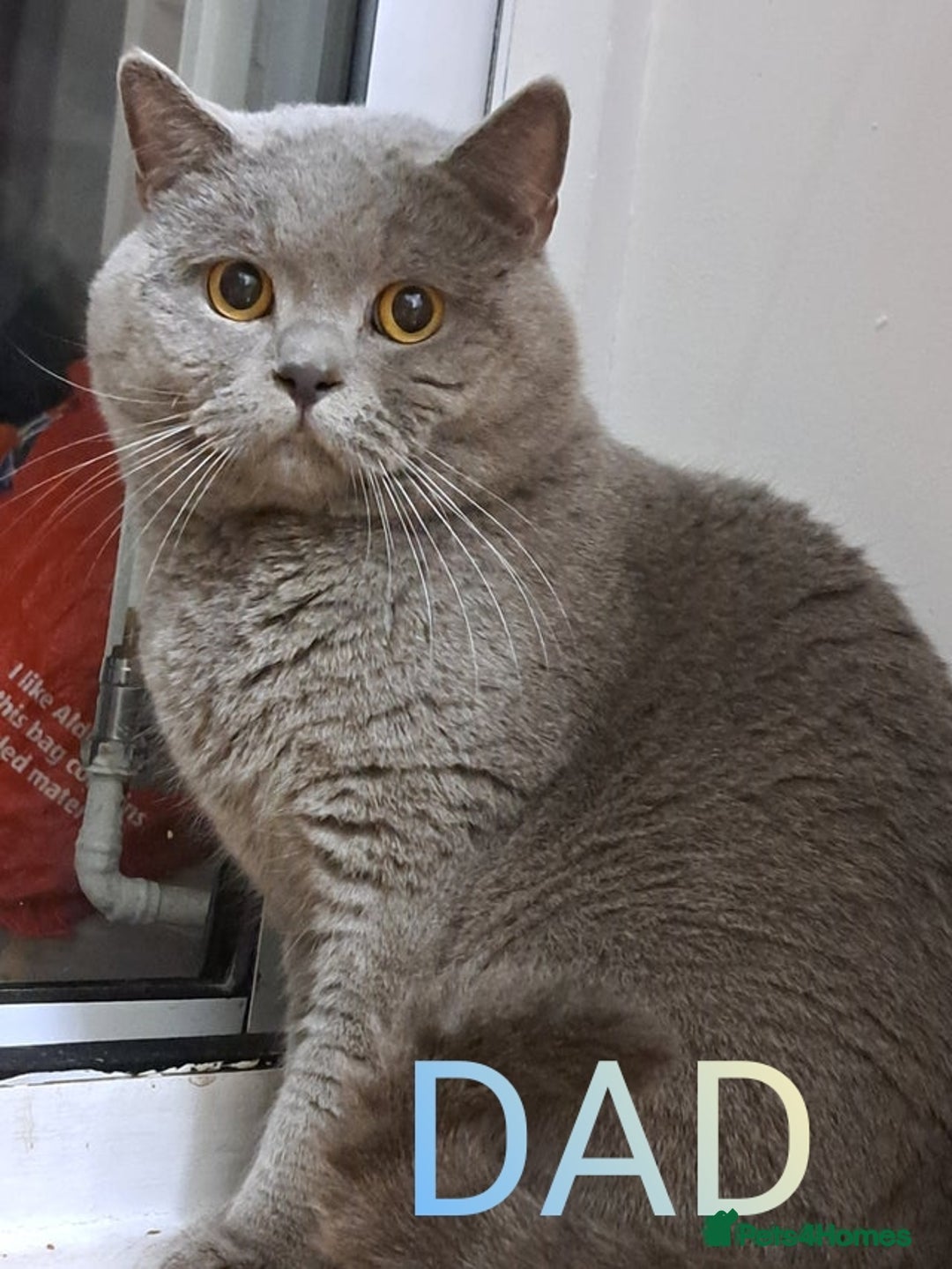 British Shorthair cats for sale: All Reserved Now. - Advert 34