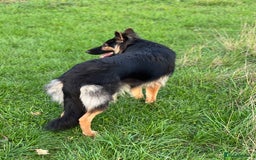 German Shepherd dogs for sale: (Willow) 1.5yr Old German Shepherd Longhaired - Image 4