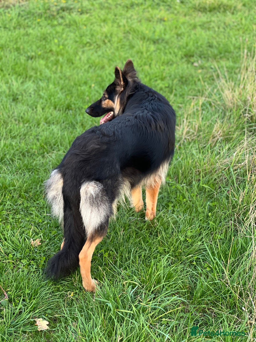 German Shepherd dogs for sale: (Willow) 1.5yr Old German Shepherd Longhaired - Image 4