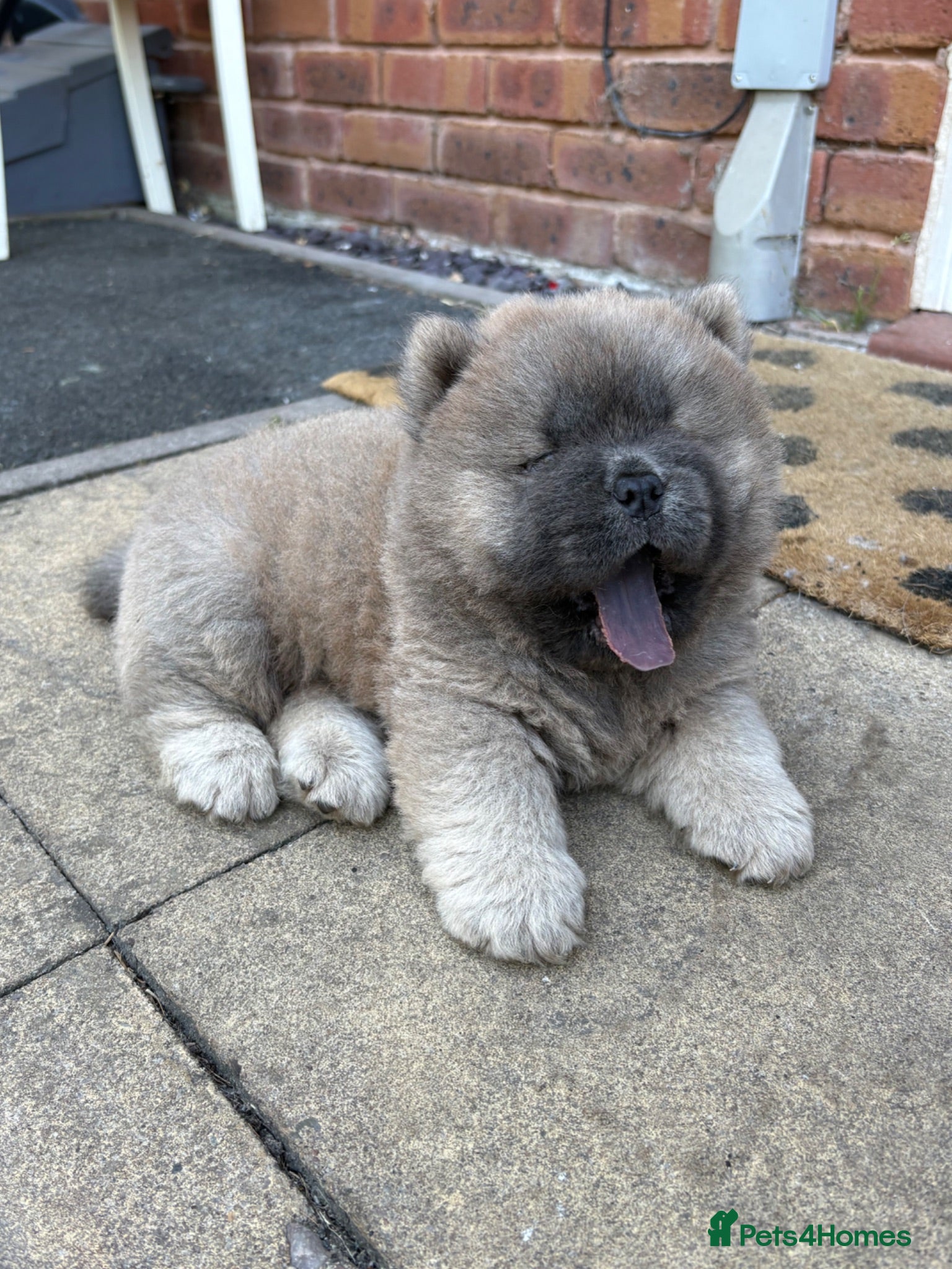 Chow Chow dogs 🧸🐾 Beautiful Chow Chow puppies 🐾🧸 - Advert 3