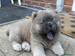 Chow Chow dogs 🧸🐾 Beautiful Chow Chow puppies 🐾🧸 - Advert 3