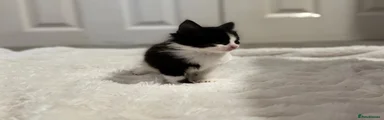 Mixed Breed Kitten 8