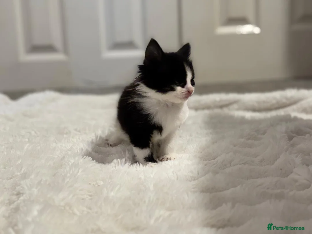 Mixed Breed cats for sale: 8 beautiful kittens ready for their new homes  - Advert 13