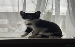 Mixed Breed cats for sale: 3 kittens for rehoming - Image 3