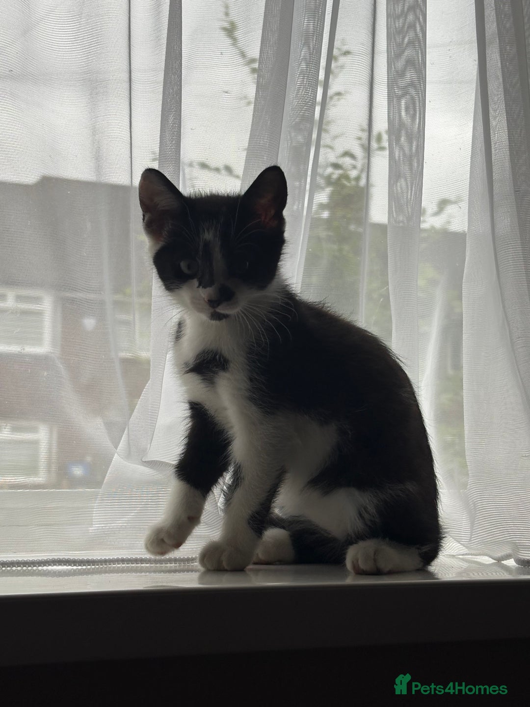 Mixed Breed cats for sale: 3 kittens for rehoming - Image 3