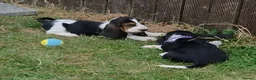 Basset Hound dogs for sale: KC BASSET HOUND PUPPIES  - Advert 11
