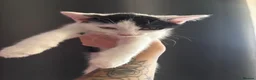 Domestic Shorthair cats for sale: 4 kittens to goto loving homes  in Basingstoke - Advert 2