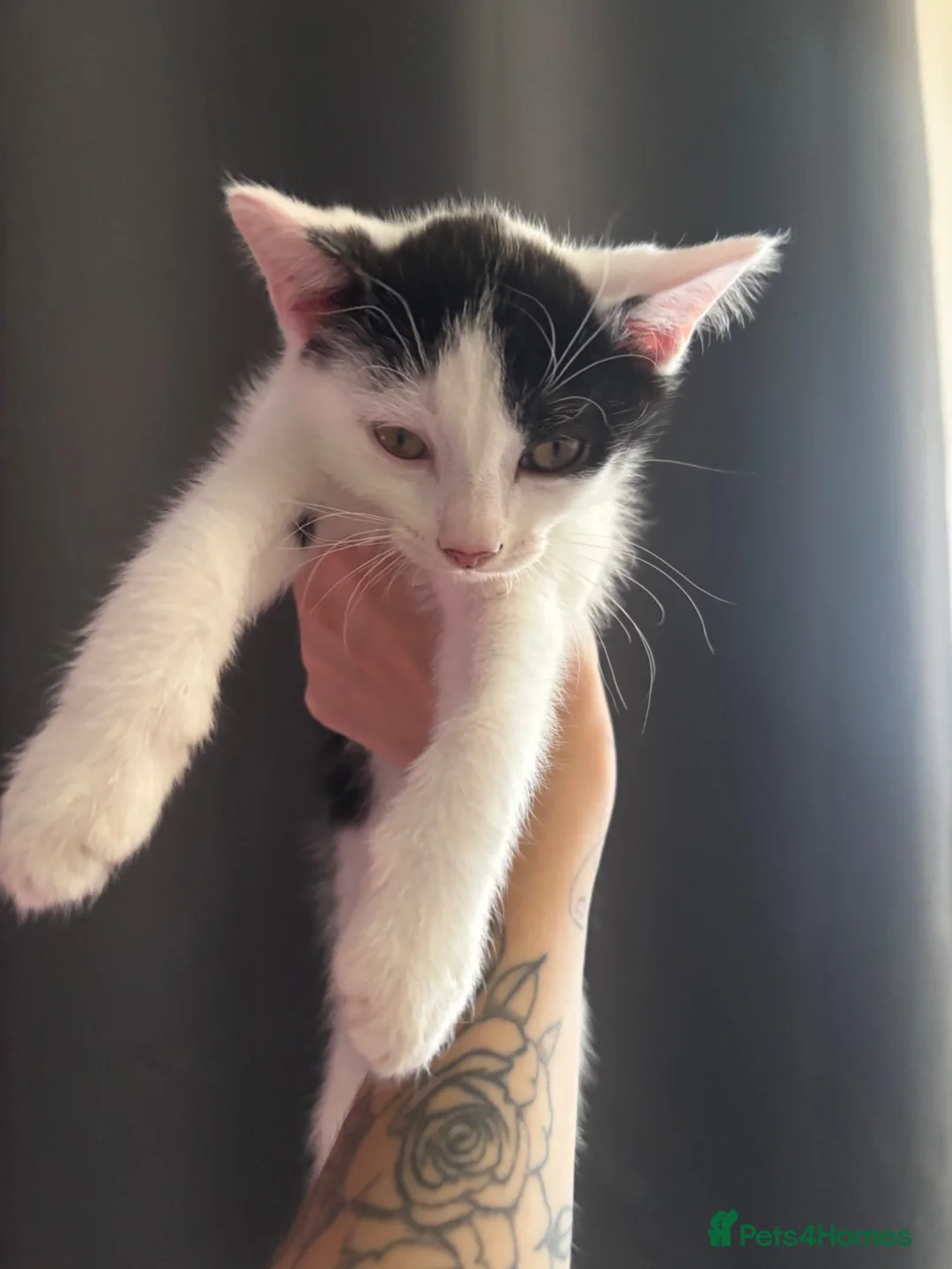 Domestic Shorthair cats for sale: 4 kittens to goto loving homes  in Basingstoke - Advert 2
