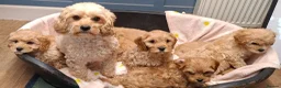 Cavapoochon dogs for sale: Gorgeous Cavapoochon Puppies for sale! - Advert 10