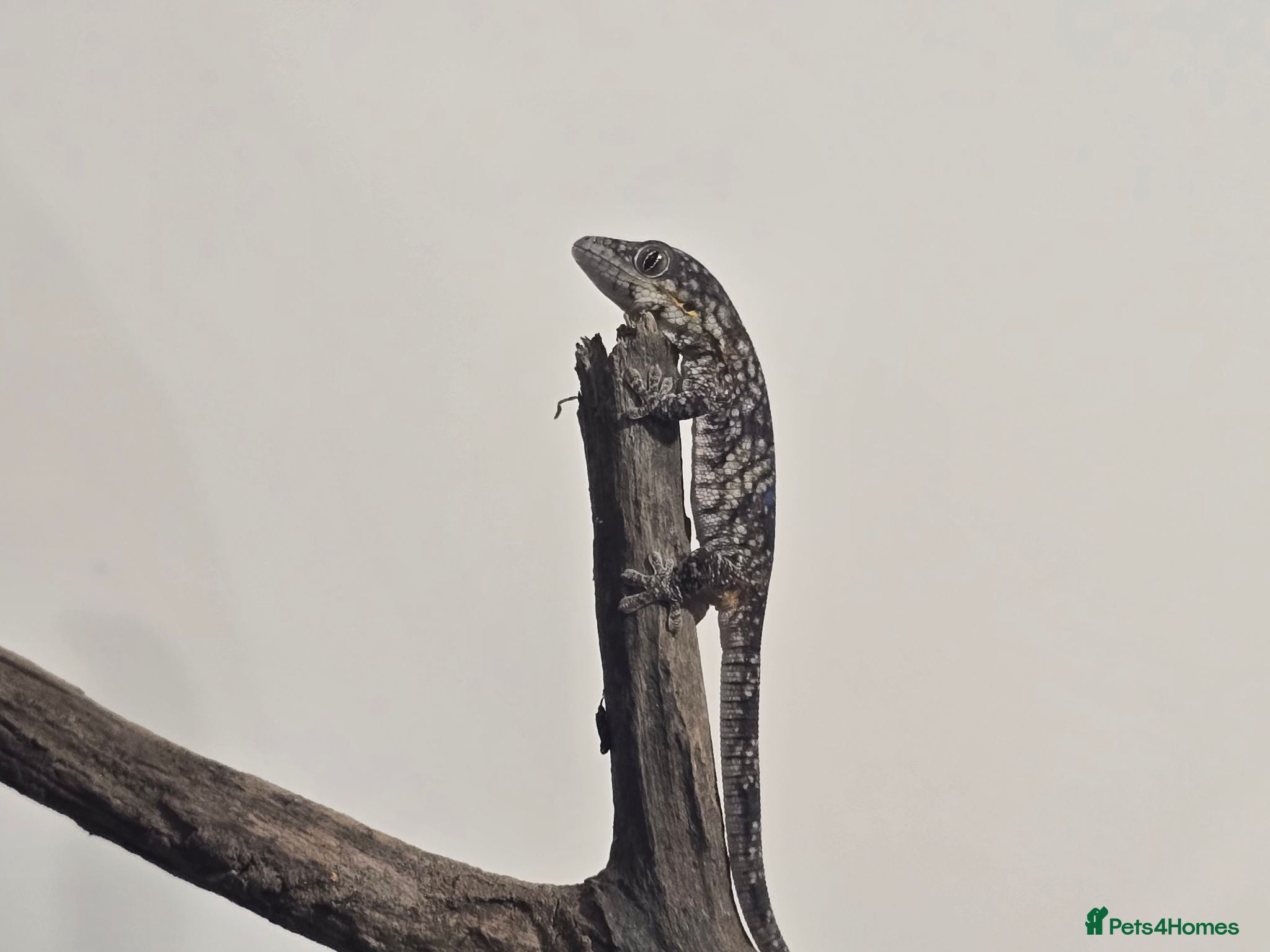 Gecko reptiles Chameleon Gecko bauers  - Advert 19