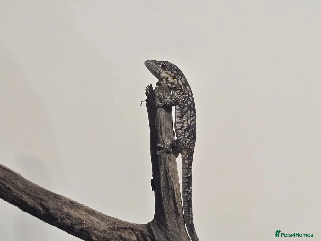 Gecko reptiles for sale: Chameleon Gecko bauers  - Advert 1