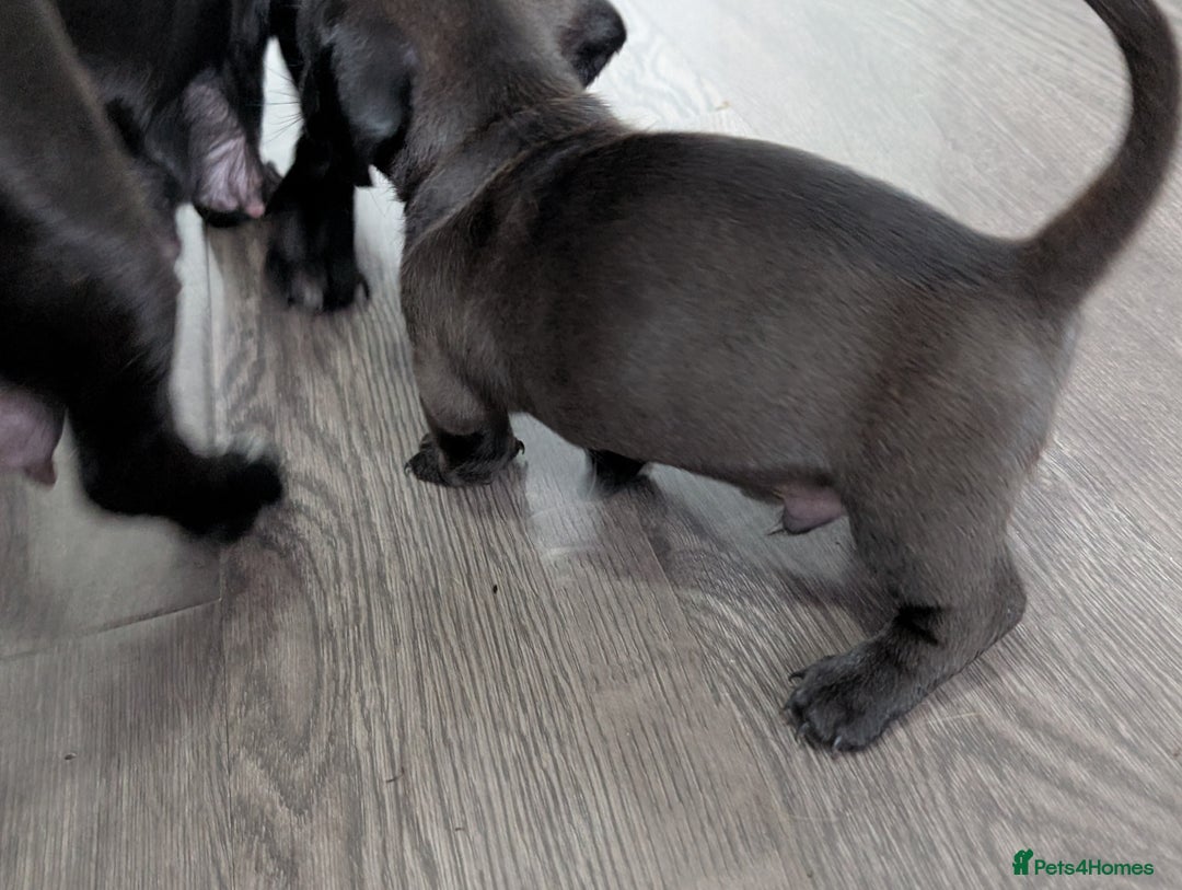Dachshund dogs for sale: Dachshund x puppies male 2x long haired  - Image 18