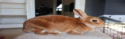 Rex rabbits for sale: Orange Doe ”Poppy”  - Advert 4