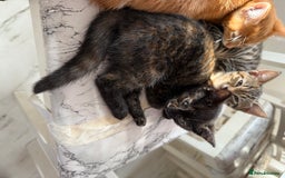 Domestic Shorthair cats for sale: tortoiseshell Kitten  - Image 17
