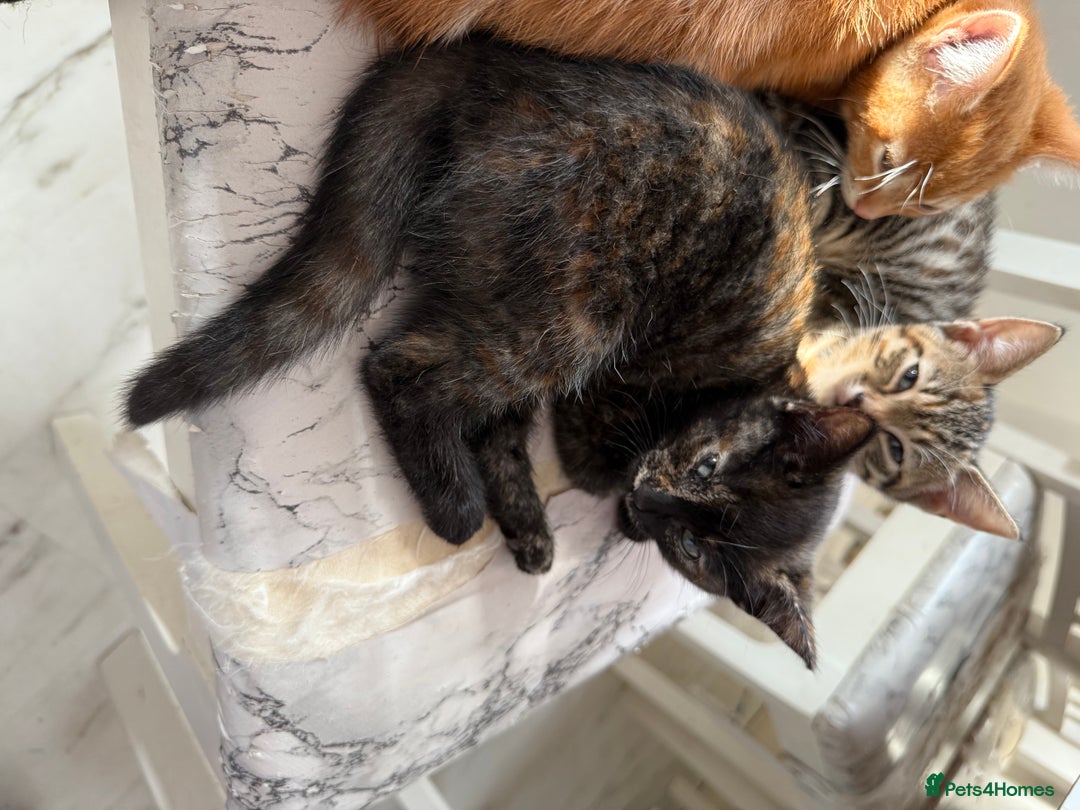 Domestic Shorthair cats for sale: tortoiseshell Kitten  - Image 17