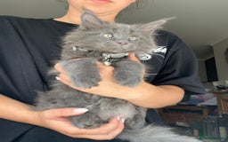 Maine Coon cats for sale: TICA registered Maine Coons, Ready end of August❤️ - Image 35