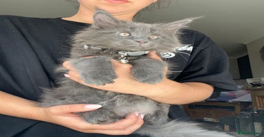 Maine Coon cats - Advert 3