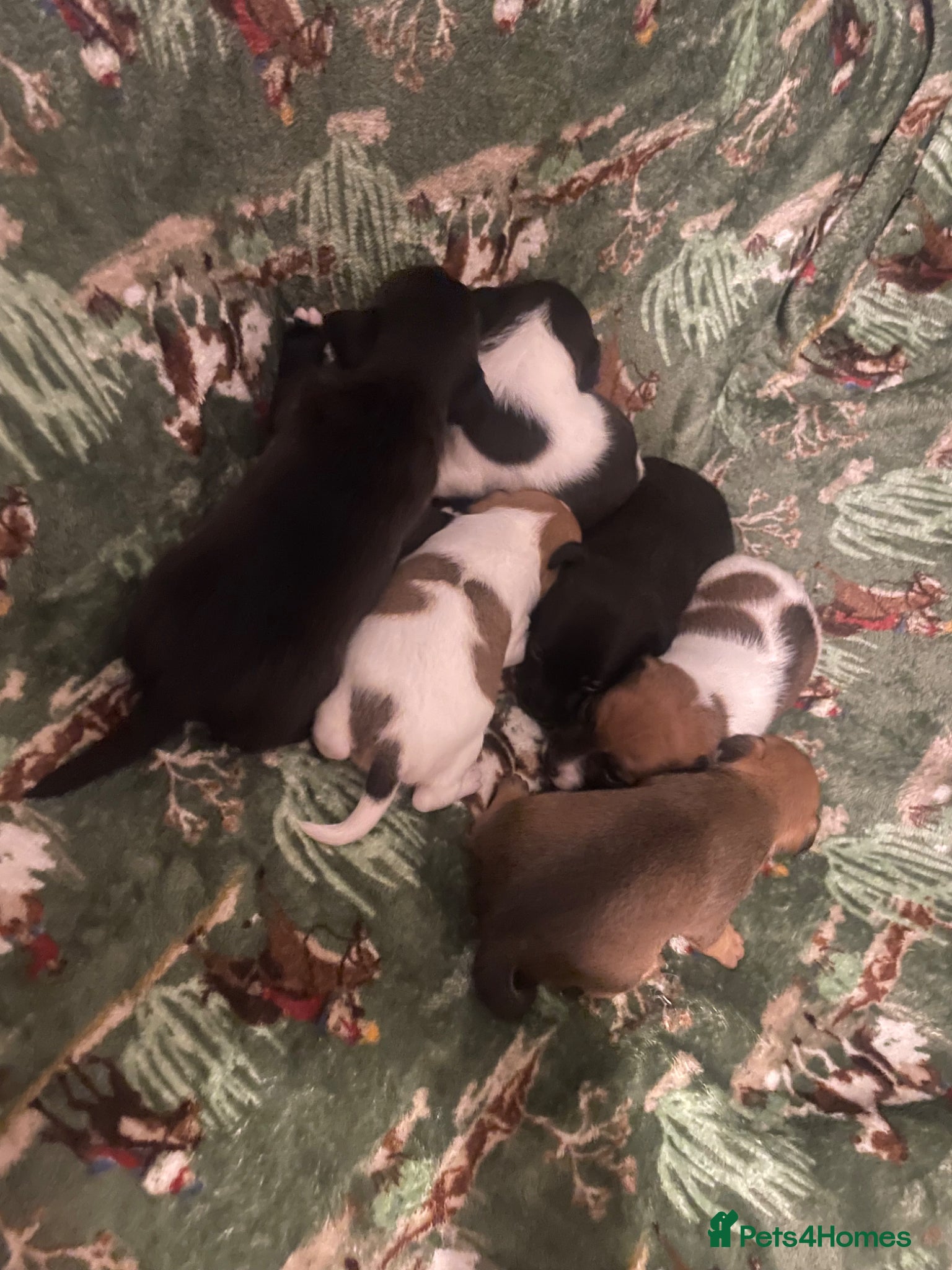 Jack Russell dogs Looking For A New Home For Sale  - Advert 1