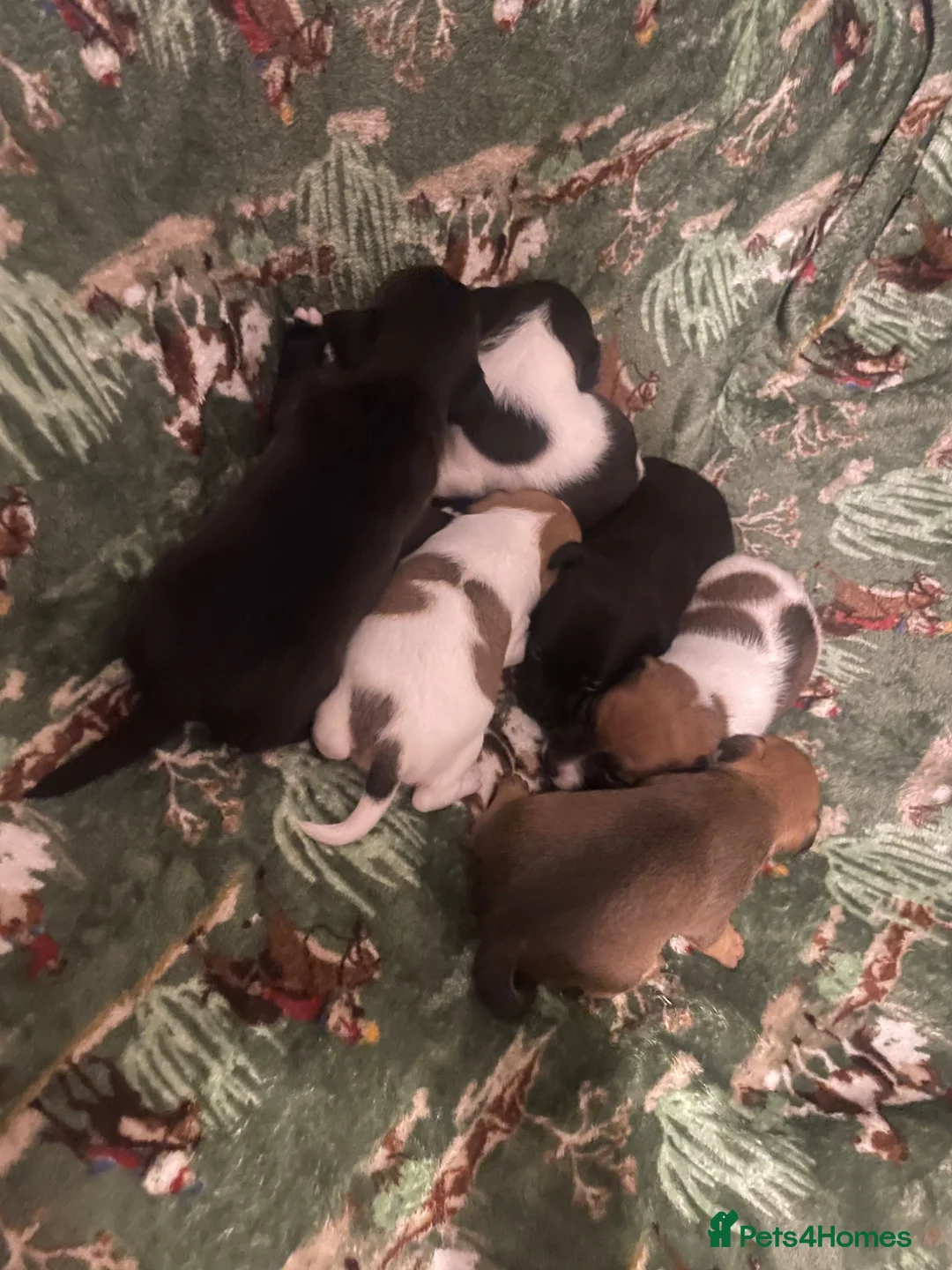 Jack Russell dogs for sale: Looking For A New Home For Sale  - Advert 1